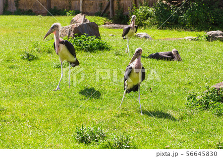 African birds. Stork Marabou in the summertime African birds. Stork Marabou in the summertime 56645830