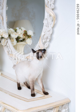 two color cat without tail Mekong Bobtail breed with jewel precious necklace of pearls around neck two color cat without tail Mekong Bobtail breed with jewel precious necklace of pearls around neck 56646299