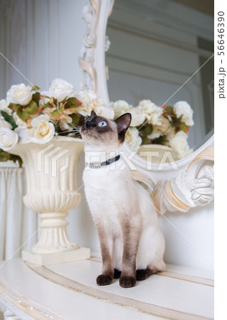 two color cat without tail Mekong Bobtail breed with jewel precious necklace of pearls around neck 56646390