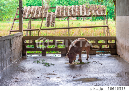 Breeder red pigs on a farm 56646553