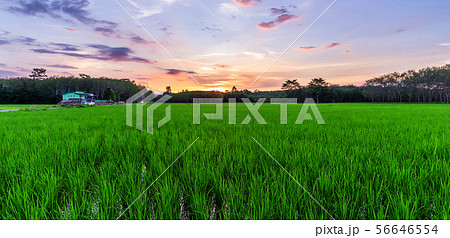 Rice field rural with colorful of sky in twilight 56646554