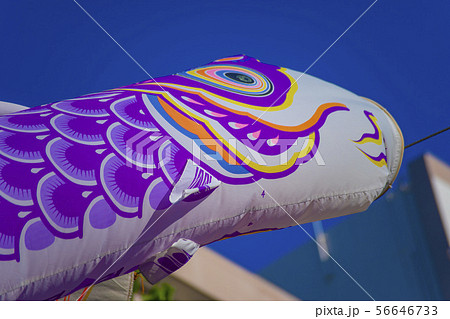 鯉のぼり 5月 こどもの日 節句 春 青空 東白鬚公園 すみだ鯉のぼりフェア 鯉のぼり 5月 こどもの日 節句 春 青空 東白鬚公園 すみだ鯉のぼりフェア 56646733