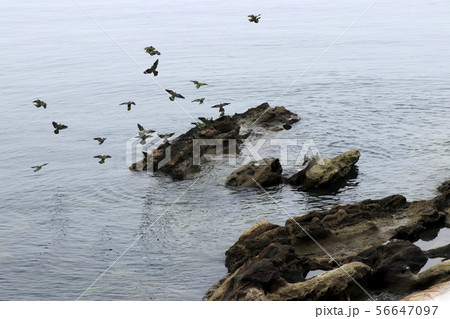 海水を飲みに来たアオバト 海水を飲みに来たアオバト 56647097