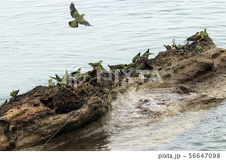 海水を飲みに来たアオバト 海水を飲みに来たアオバト 56647098