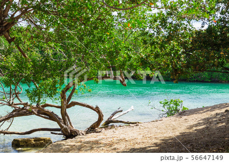 blue river and tropical bank with exotic trees 56647149