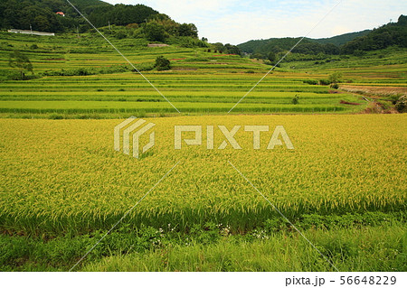 大垪和西棚田201908185dm28 大垪和西棚田201908185dm28 56648229