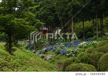 三室戸寺 紫陽花 三室戸寺 紫陽花 56648480