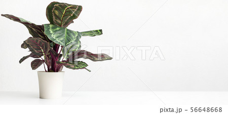 Maranta houseplant over white wall, empty space 56648668