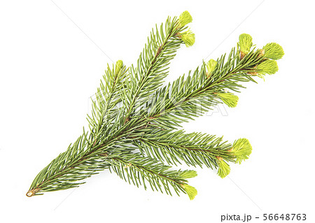 Pine branch on a white background Pine branch on a white background 56648763