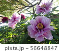 夏の花 56648847