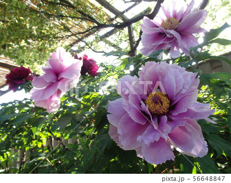 夏の花 夏の花 56648847
