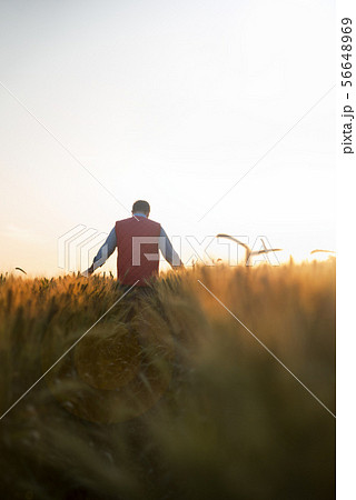Male hand moving over wheat growing on the field. Field of ripe grain and man's hand touching wheat 56648969