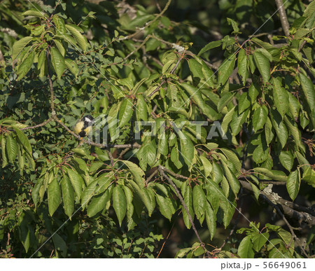 Male Great tit Parus major sits on cherry tree branch. Great tit is a passerine bird in the tit Male Great tit Parus major sits on cherry tree branch. Great tit is a passerine bird in the tit 56649061