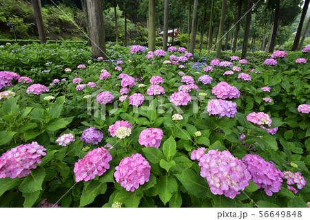 三室戸寺　紫陽花 56649848