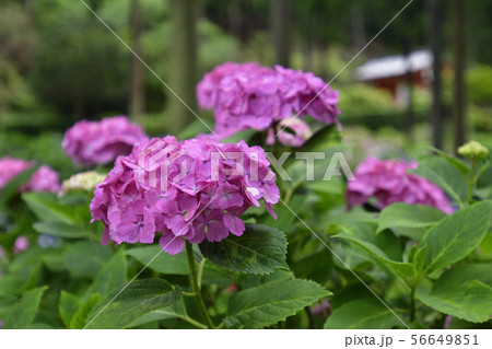 三室戸寺　紫陽花 56649851