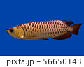 Arowana dragon fish 56650143