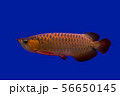 Arowana dragon fish 56650145
