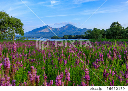 桧原湖に咲く 56650179