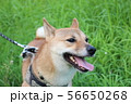 草むらを散歩中の犬 56650268