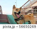 歩道橋を散歩中の犬 56650269