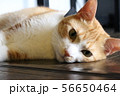 だらける猫（アップ） 56650464