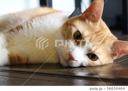 だらける猫(アップ) だらける猫(アップ) 56650464