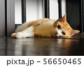 だらける猫（全身） 56650465
