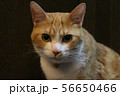 キリッとした猫 56650466