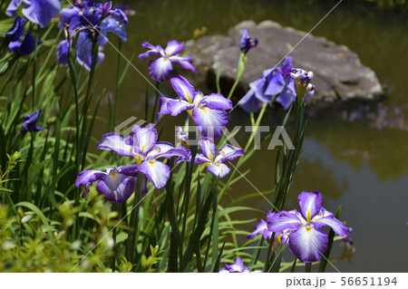 平安神宮　神苑　花菖蒲 56651194