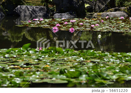 平安神宮　神苑　睡蓮 56651220