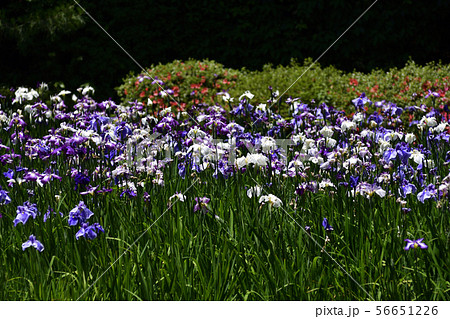 平安神宮　神苑　花菖蒲 56651226