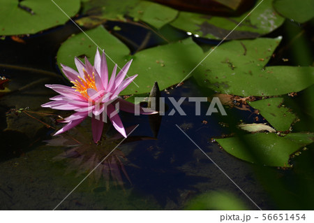 平安神宮　神苑　睡蓮 56651454