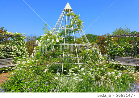 白いバラを中心に花が咲き乱れる花壇 白いバラを中心に花が咲き乱れる花壇 56651477