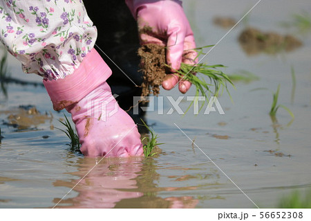 田植え 田植え 56652308