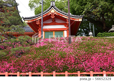 八坂神社 西楼門 サツキ 八坂神社 西楼門 サツキ 56652329