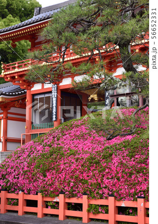 八坂神社 西楼門 サツキ 八坂神社 西楼門 サツキ 56652331