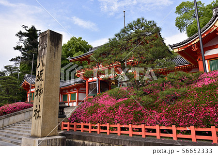 八坂神社　西楼門　サツキ 56652333