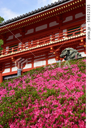 八坂神社　西楼門　サツキ 56652335
