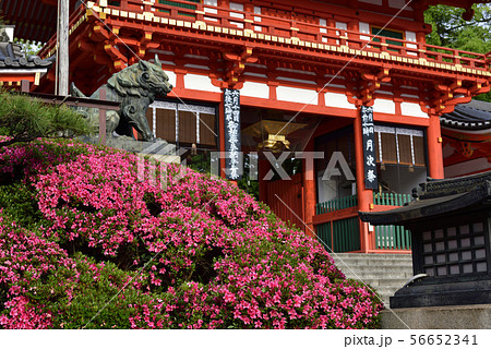 八坂神社 西楼門 サツキ 八坂神社 西楼門 サツキ 56652341