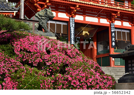 八坂神社　西楼門　サツキ 56652342
