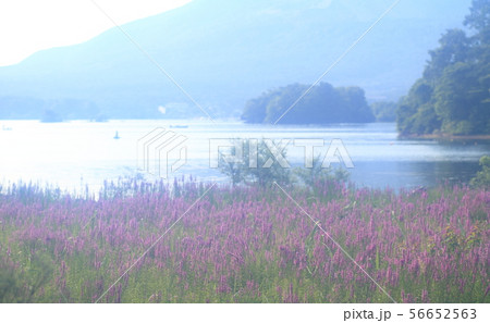 ミソハギと桧原湖 56652563