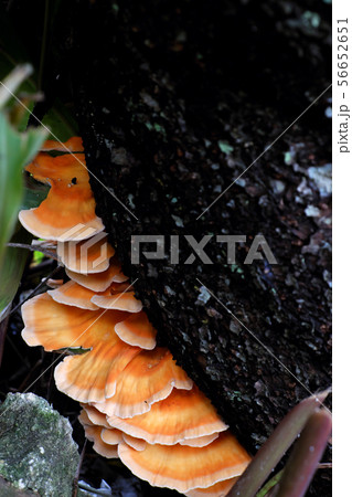 yellow mushroom on tree trunk danger by poison yellow mushroom on tree trunk danger by poison 56652651