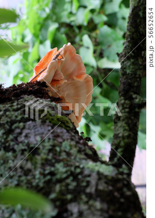 yellow mushroom on tree trunk danger by poison 56652654