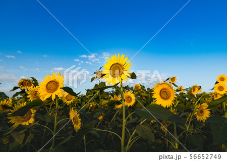 ひまわりの丘に咲く向日葵 56652749