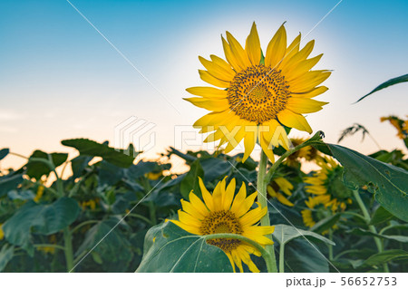 ひまわりの丘に咲く向日葵 56652753