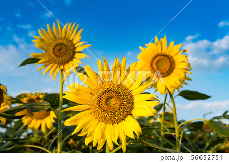 ひまわりの丘に咲く向日葵 56652754
