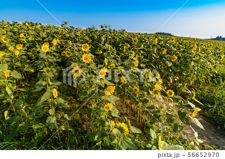 ひまわりの丘に咲く向日葵 56652970