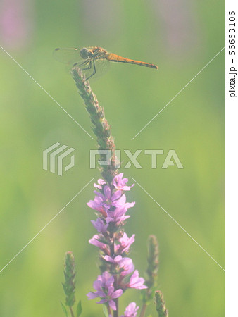 ミソハギとトンボ 56653106