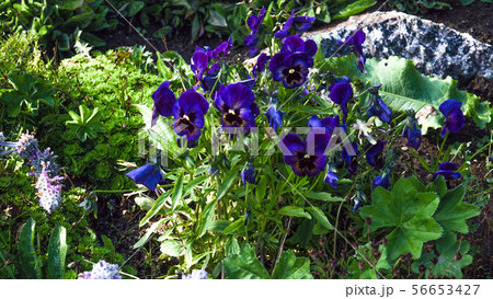 Purple-pink flowers on a background of green grass 56653427