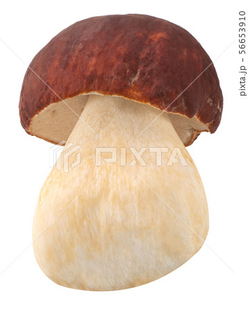 Cep porcino b. edulis mushroom, paths 56653910